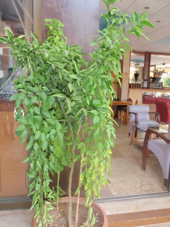 Aloe Apart Hotel Мармарис Екстериор снимка